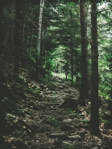 Sentiero Piedi Una Foresta Montagna — Foto Stock