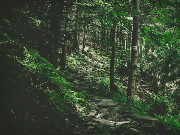 Camminando Vecchio Sentiero Una Foresta Montagna — Foto Stock