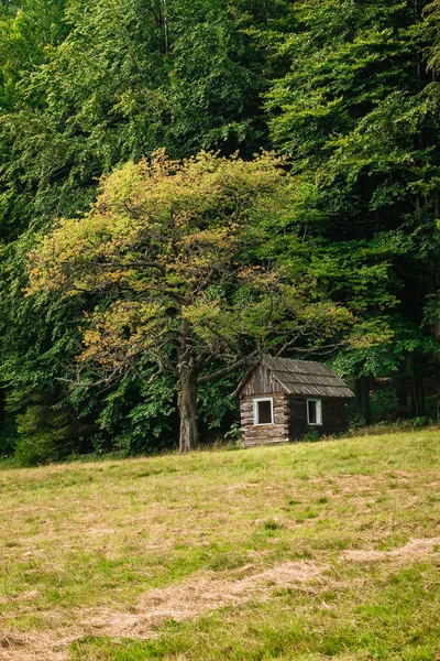 Una Capanna Sotto Albero — Foto Stock