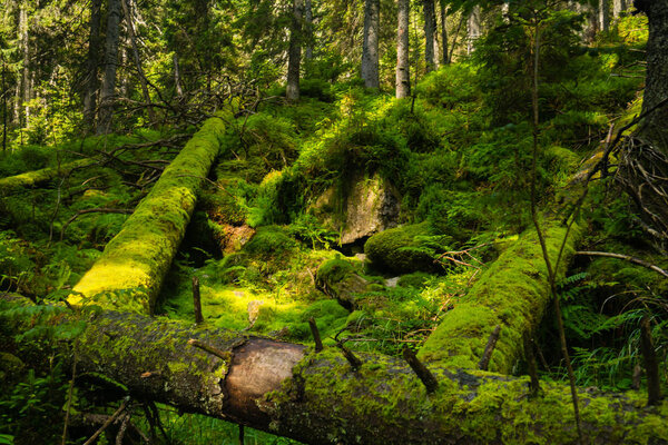 Падшие леса-гиганты
