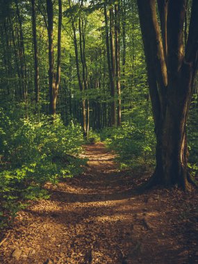 Sonbahar ormanı boyunca güzel renkli bir yol.