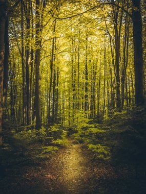 güzel yaz Orman yolundaki