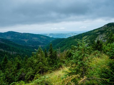 Orman yolu gecenin geç saatlerinde