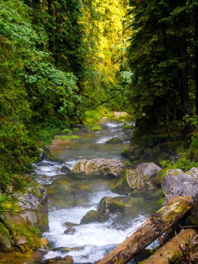 Ormandaki dağlarda akan dereler