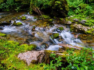 Ormandaki dağlarda akan dereler
