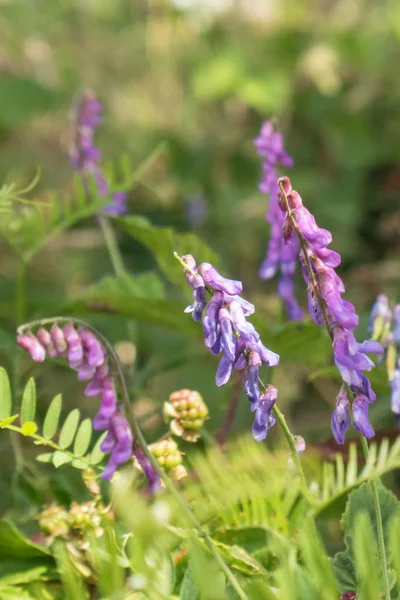 Çayırdaki yabani mor dağ çiçekleri