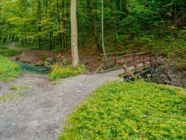 Sentiero Che Attraversa Foresta — Foto Stock