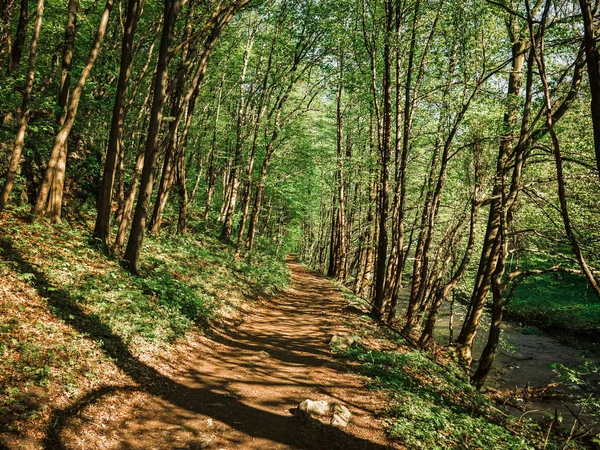 Sentiero Che Attraversa Foresta — Foto Stock