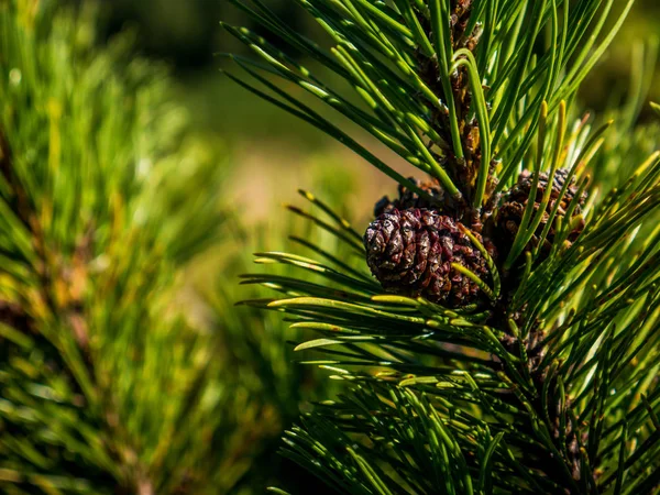 Pine cone on the green branch of a mountain pine