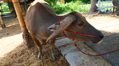 Çiftlikte büyük bir Tayland bufalosu