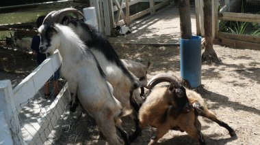 Çiftlikteki bir ağılda keçiler