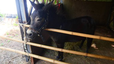 Bambu çitin arkasındaki ahırda koyu renkli bir katır.