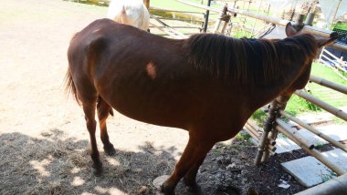 Bambu çitin yanındaki ahırda duran kahverengi bir at.