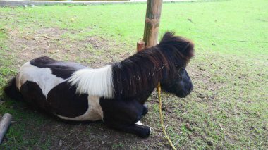 Kahverengi ve beyaz bir midilli çimlerin üzerine uzanmış