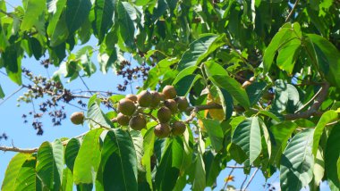 Mersin dalını tohum kabuklarıyla açık mavi gökyüzüne sürtün.