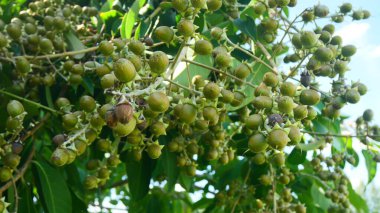 Ağaç dalında sayısız yeşil krep mersin ağacı meyvesi