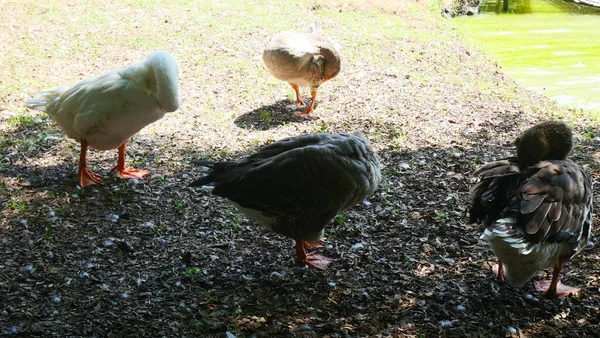 Göl kenarında ördek ve kaz sürüsü