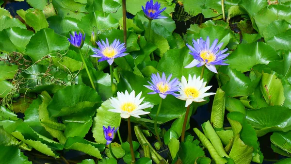 Yüzen nilüfer yapraklarıyla dolu bir gölette mor ve beyaz nilüfer çiçekleri.