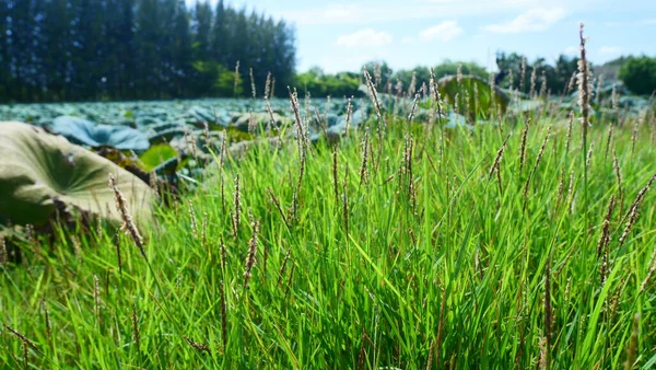 Çekirdek Başlı Yeşil Çimen Lotus Göletinin yanında