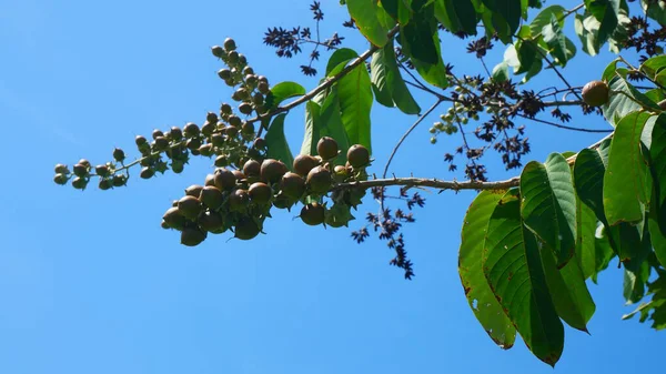 Mersin dalını tohum kabuklarıyla açık mavi gökyüzüne sürtün.