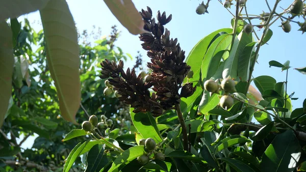 Mersin dalını tohum kabuklarıyla açık mavi gökyüzüne sürtün.