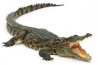 alligator ( cananus ) on a white background