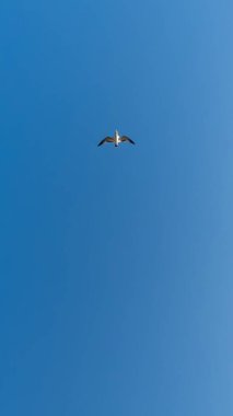 A single seagull soars directly overhead against a clear, brilliant blue sky, its wings spread wide in a moment of tranquil flight and natural freedom