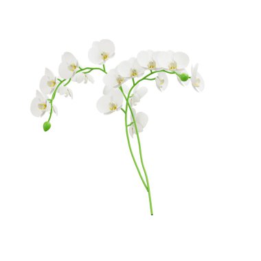 3 boyutlu orkide, beyaz çiçekli Anggrek Bullan, tencerede tropik kapalı ev bitkisi, zarif çiçek açan taç yaprakları, ev güzelliği için doğal dekoratif bitki..