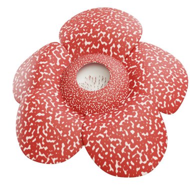 3D tropikal rafflesia arnoldii dev çiçek, Endonezya bitkisi, doğal güzellikte eşsiz bitki, bahçe dekorasyonu için dekoratif ev bitkisi..