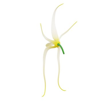 3 boyutlu orkide anggrek serat uzun yapraklı tropikal çiçek, saksıda Endonezya florası, ev dekorasyonu ve doğal güzellik için dekoratif bitki.