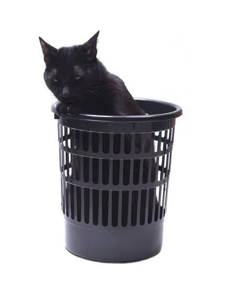 Cat thrown out. Black sad cat in the trash, no one needs. — Stock Photo, Image
