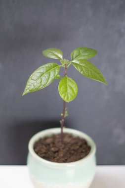 Seçici odak. Yaprakları ile genç bir taze avokado filizi bir tencerede bir tohum yetişir. 