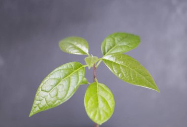 Yaprakları ile genç bir taze avokado filizi 