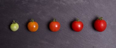  yeşilden kırmızıya siyah bir arka plan üzerinde domates. olgunlaşma süreci