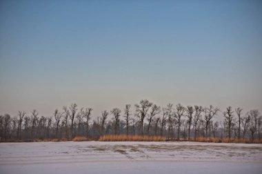 İçinde belgili tanımlık geçmiş güzel keskin yüksek ağaçları çizgili boş gölet üzerinde taze beyaz kar.