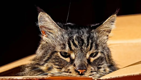 Kopfschuss Von Katze Maine Coon Alter Kater Schaut Aus Einer — Stockfoto