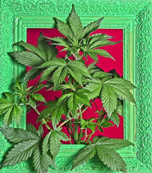 Young Flowering Female Cannabis Plant Old Ornamental Frame Painted Green — Stock Photo, Image