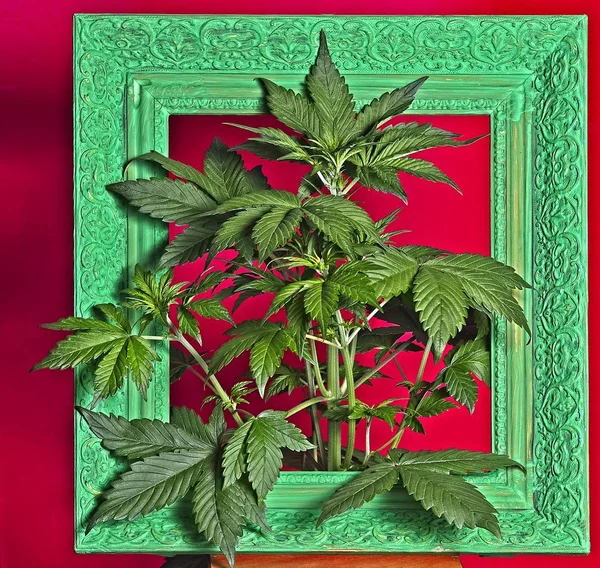 Young Flowering Female Cannabis Plant Old Ornamental Frame Painted Green — Stock Photo, Image