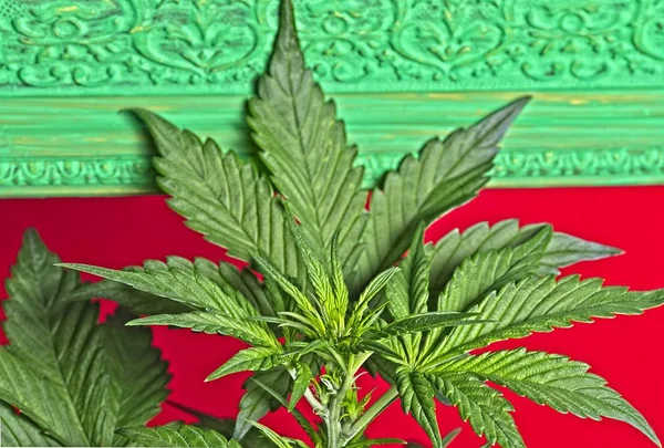 Junge Blühende Weibliche Cannabispflanze Altem Zierrahmen Grün Lackiert — Stockfoto