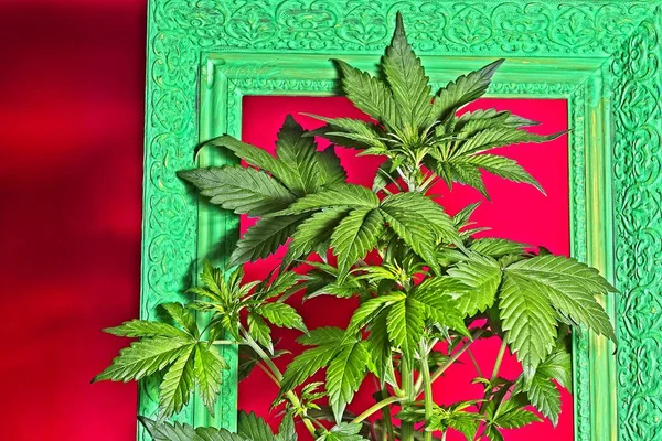 Junge Blühende Weibliche Cannabispflanze Altem Zierrahmen Grün Lackiert — Stockfoto