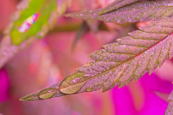 Folha Maconha Molhada Vermelha Com Gotas Água Sob Luz Led — Fotografia de Stock