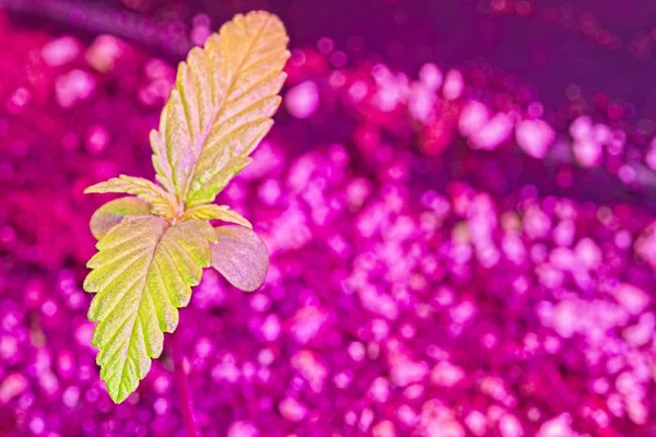 Macro Topo Plantas Jovens Cannabis Verde Vermelha Plântulas Femininas Sob — Fotografia de Stock