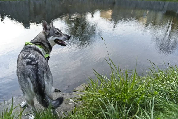 Saarloos Wolfdog Jovem Fêmea Junto Rio — Fotografia de Stock