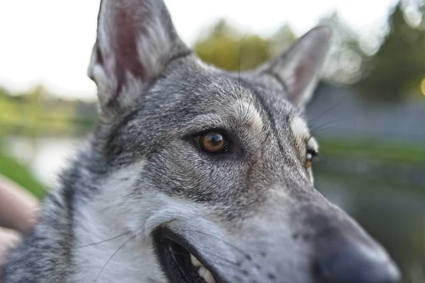 Saarloos Wolfdog Cabeça Cão Com Rio Fundo — Fotografia de Stock