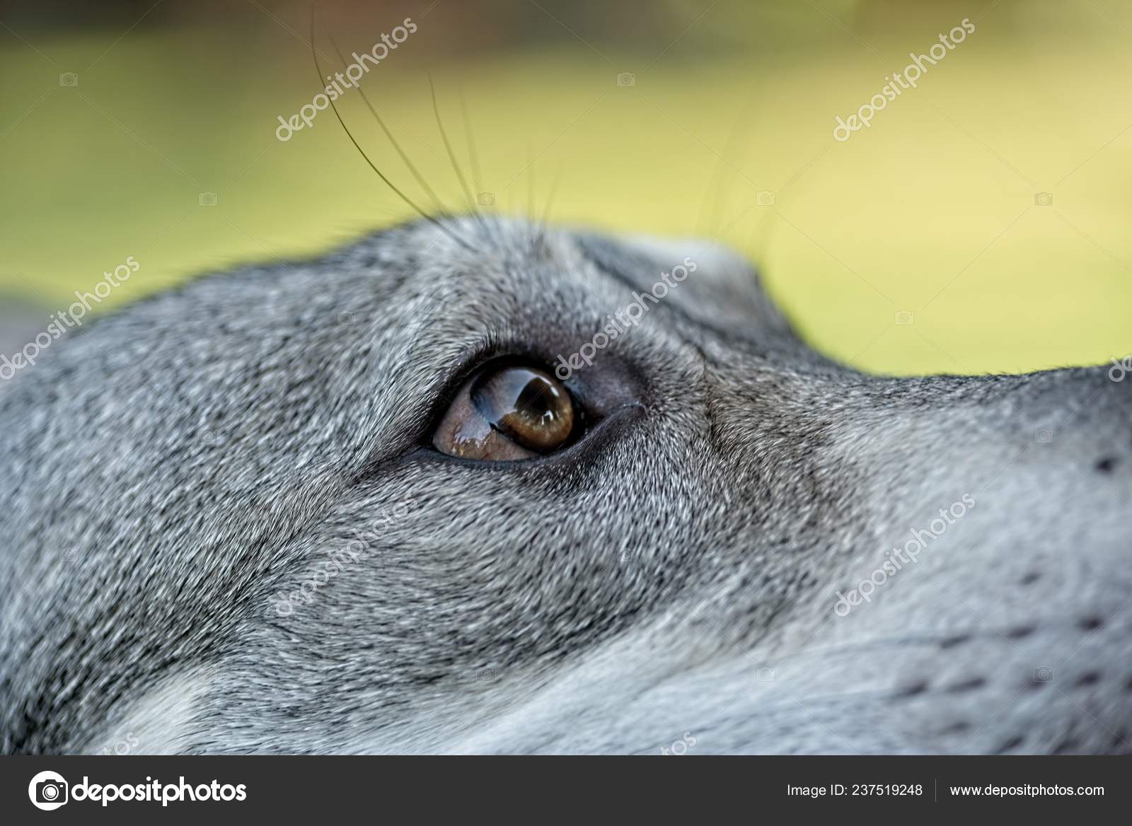 Saarloos Wolfdog Young Female's Head Outdoors Eye Part Detail
