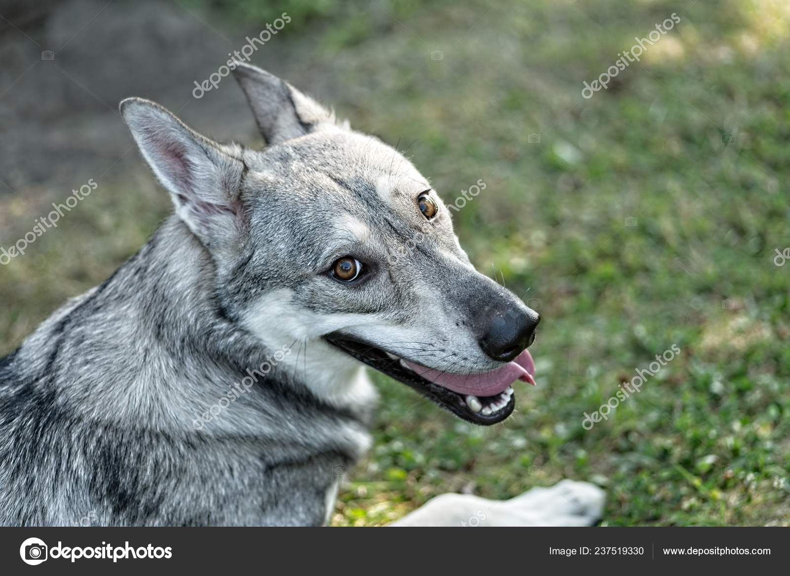 Saarloos Wolfhound Puppies