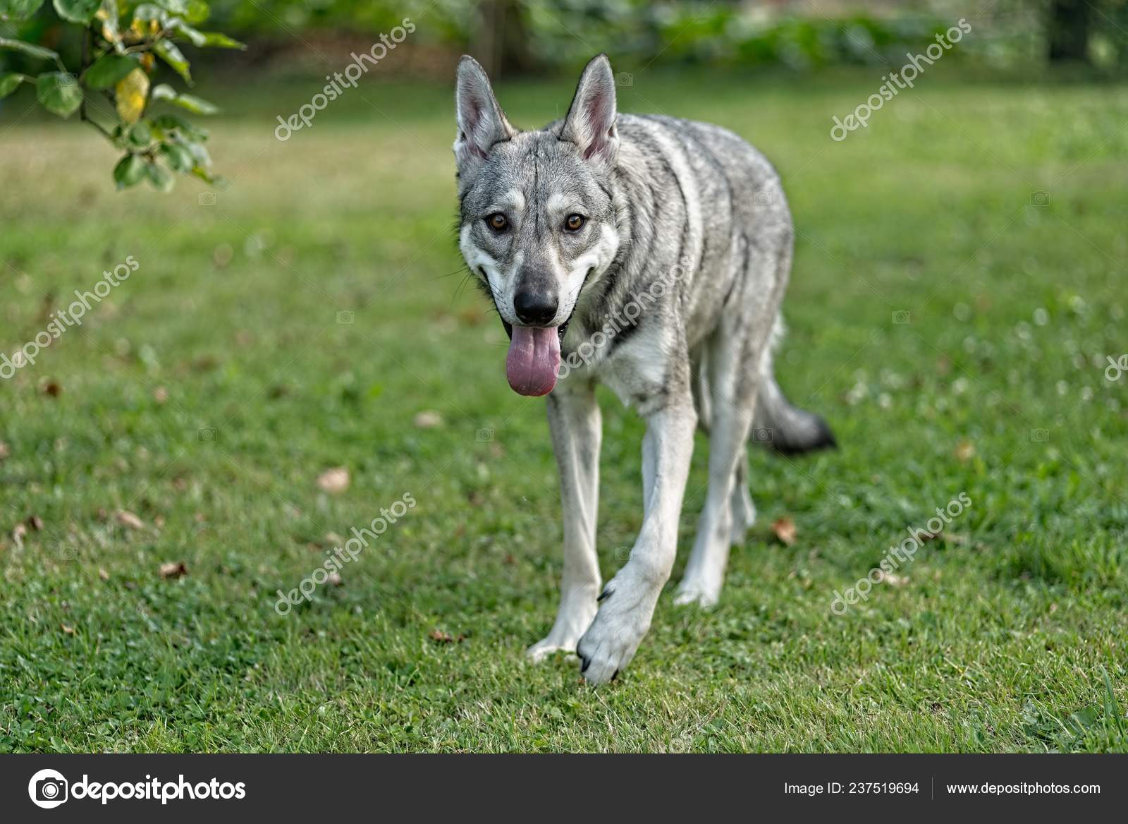 Saarloos Wolfdog Young Female Walking Forward Garden — Stock Photo