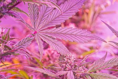 Mor kırmızı genç esrar kadın bitki trichomes, tomurcukları ve kırmızı Led ışık altında ikonik yaprak ile çok detay.