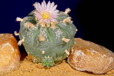 Pembe Lophophora Williamsii - Peyote kaktüs çiçeği yakın çekim