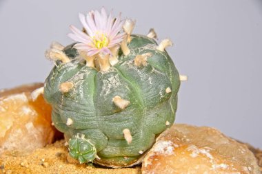 Pembe Lophophora Williamsii - Peyote kaktüs çiçeği yakın çekim